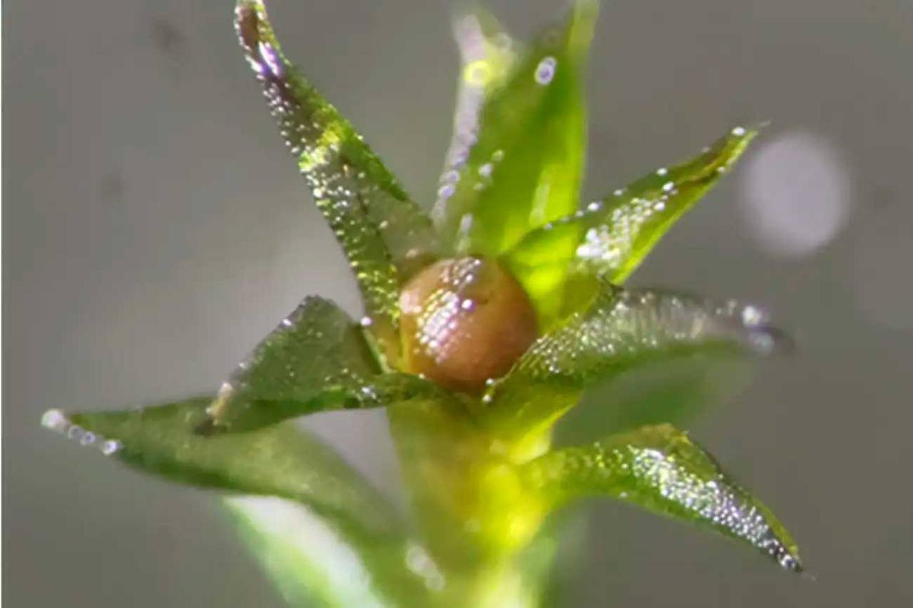 Споры мха выжили после девяти месяцев в открытом космосе