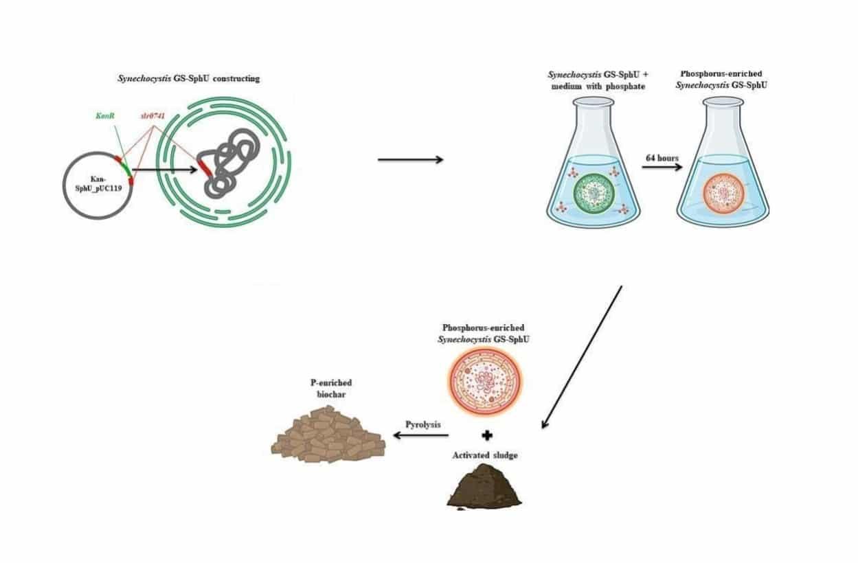 Экологичный способ удаления фосфора из сточных вод с помощью цианобактерий