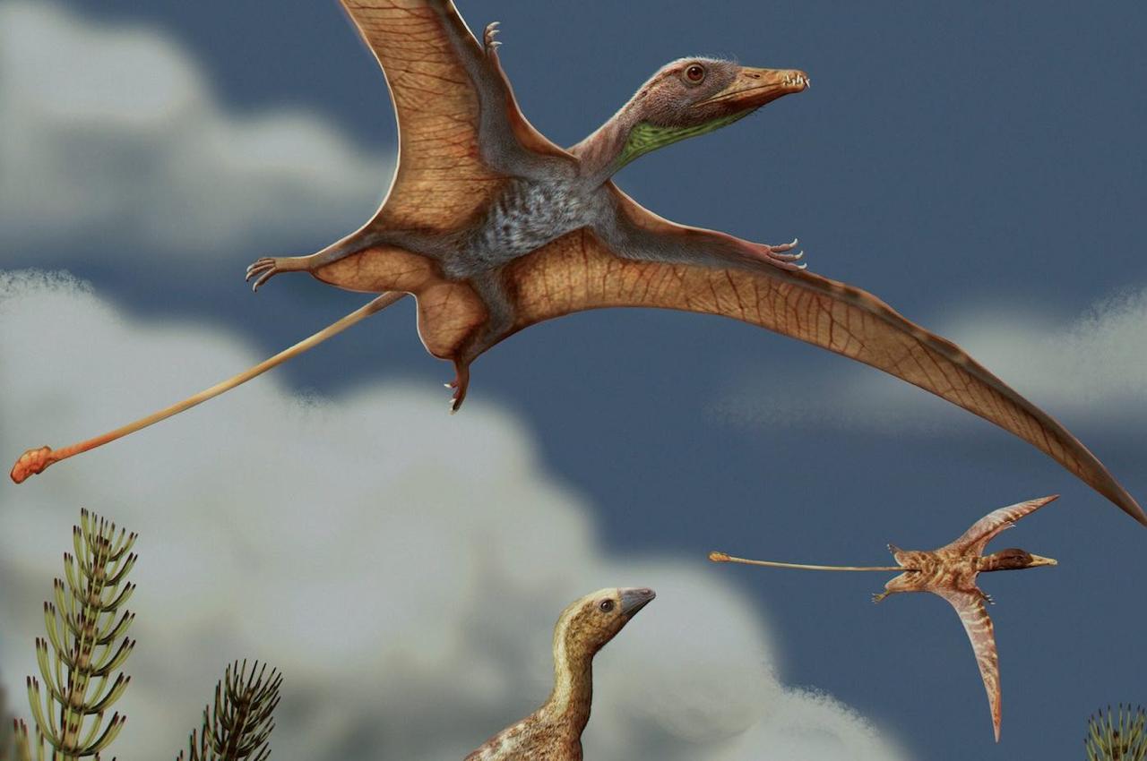 Мозг птерозавров эволюционировал иначе, чем у птиц