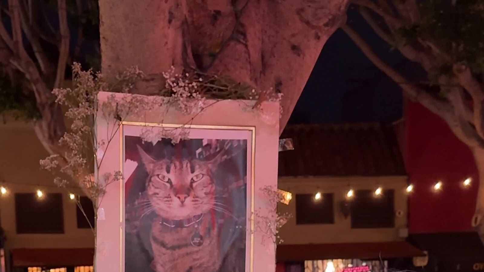 Робо-такси Waymo задавило кошку в Сан-Франциско