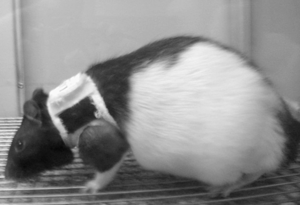 Крысиное нижнее белье: научный взгляд на фетишизм